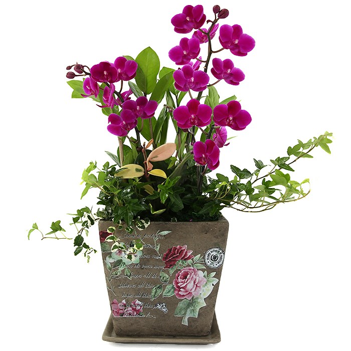 119플라워 (당일배송) 인테리어만천홍 ST-H387 서양난 미니호접 호접난 행사용 환갑 승진 영전 전시회 개업 전국꽃배달 생일 기념일 꽃선물 꽃배달, 1개 71,800원