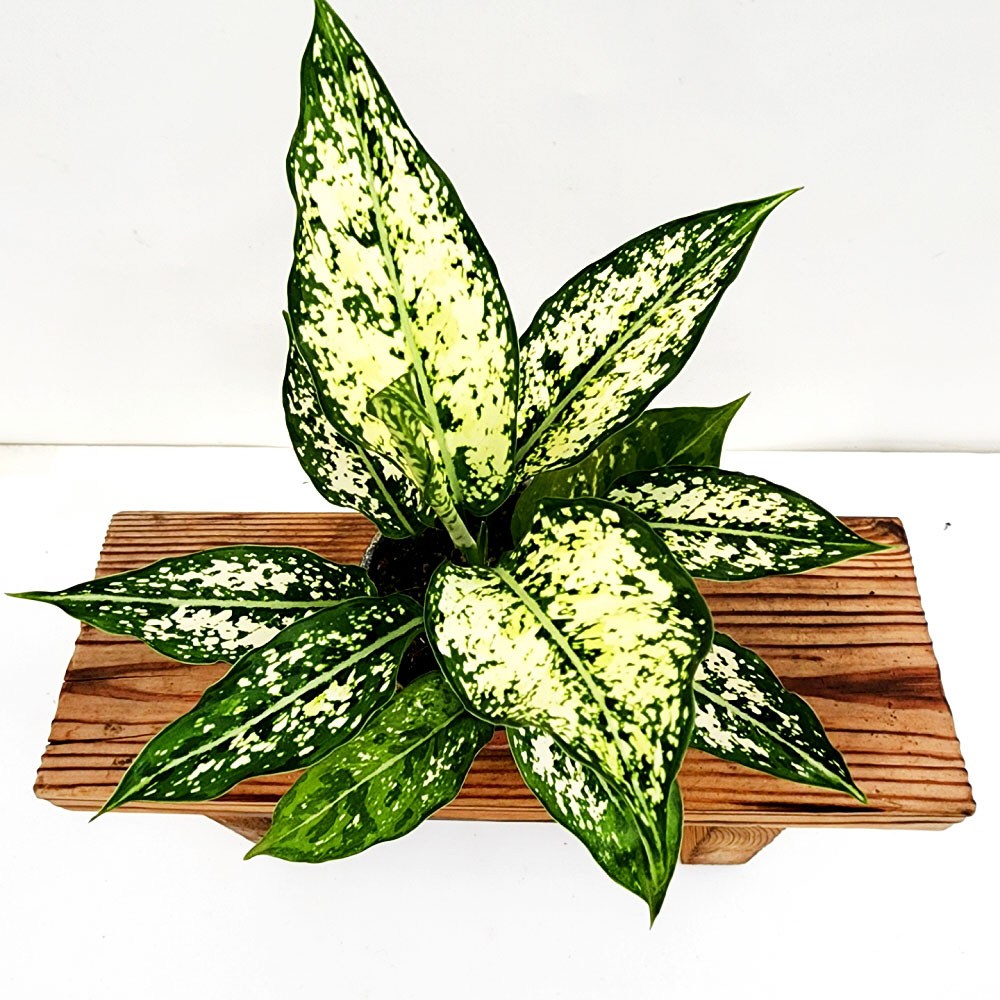 에덴플랜트 스노우사파이어 소품 아글레오네마 수경재배 공기정화 반음지 레옹식물 아글라오네마 4,400원