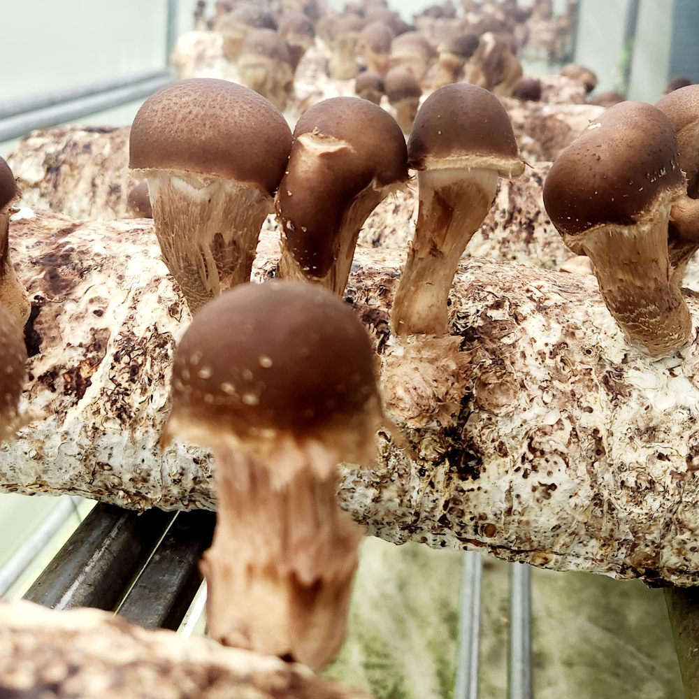 국내산 무농약 참송이버섯 500g 15,900원