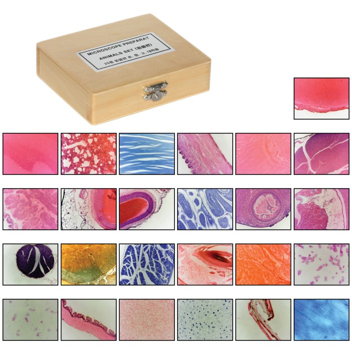 현미경 관찰 영구 프레파라트 동물편 25종 25매 실험 56,590원