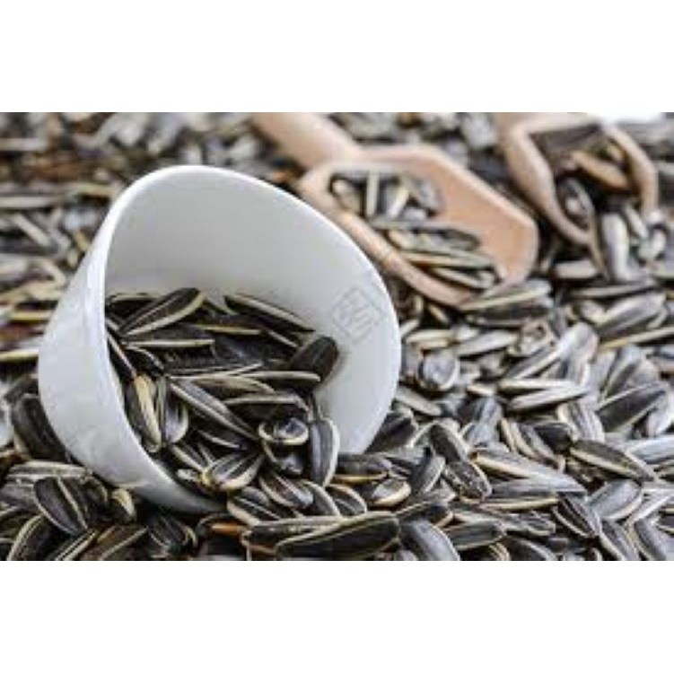 가리봉상회 원향 해바라기 꽈절 1kg, 1개, 1kg 11,500원