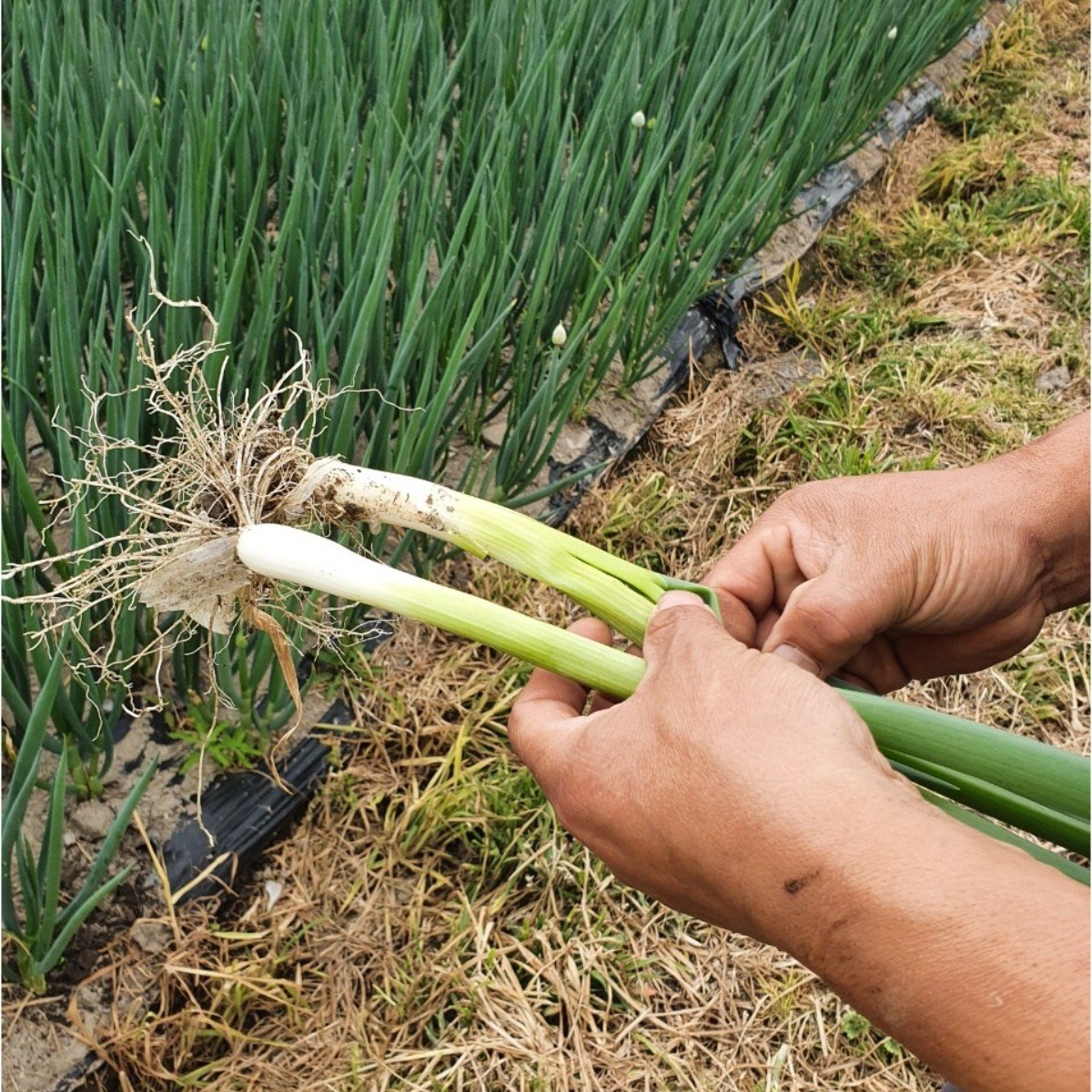 국내산 손질대파 1kg 2kg 5,410원