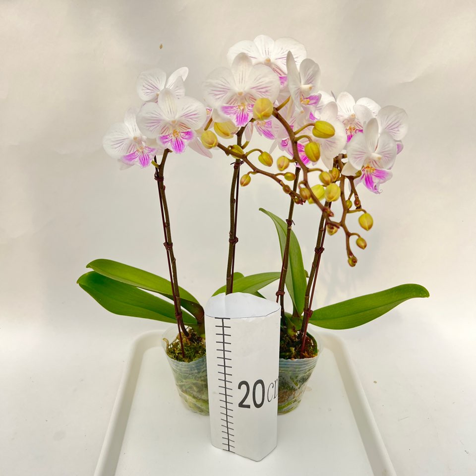 미니화이트 호접란 쌍대 1+1 소량입고 무배행사 다이노플라워, 1세트 39,900원