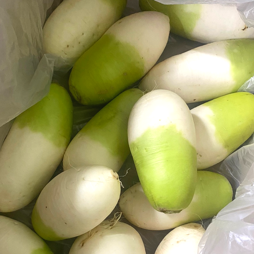 제주도 세척무 월동무 고랭지 무우 김장무 동치미 국내산, 꼬꼬마무 10kg, 1박스 14,900원