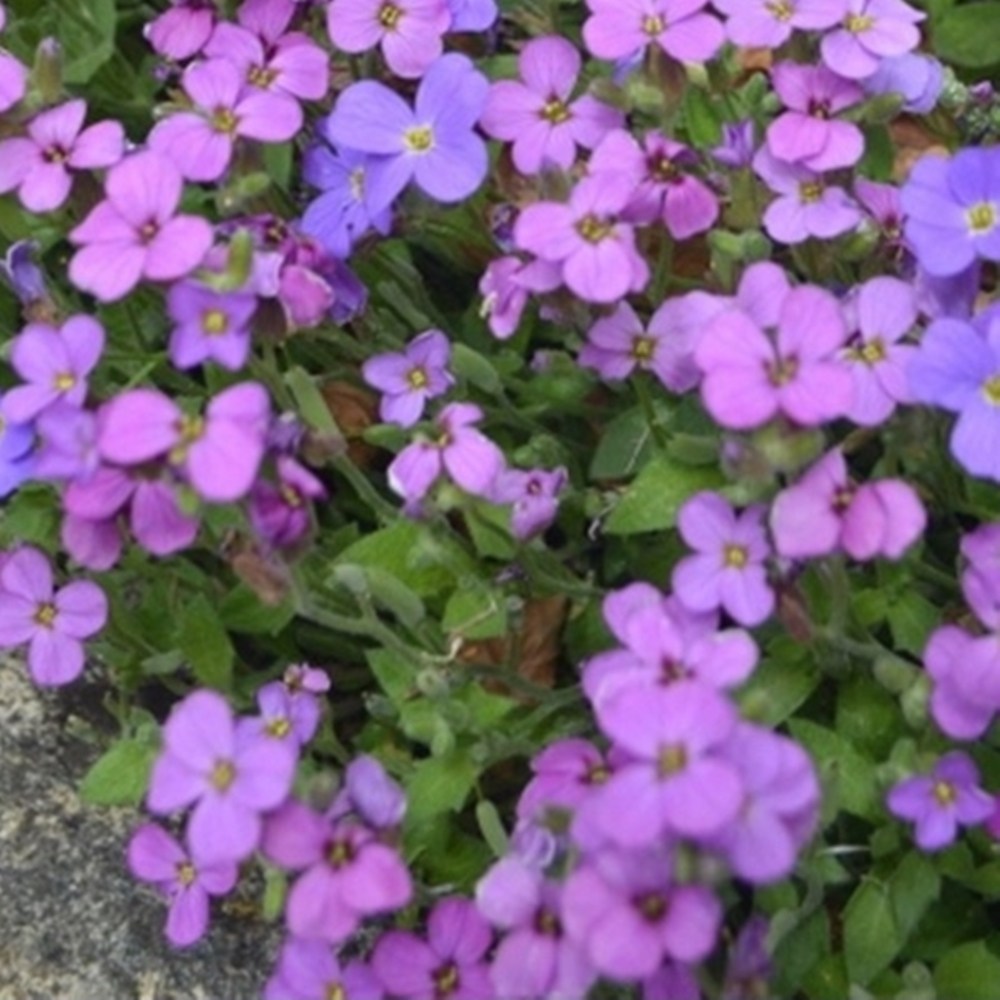 꽃씨 바위꽃다지(Aubrieta) 혼합색 15립 14,390원