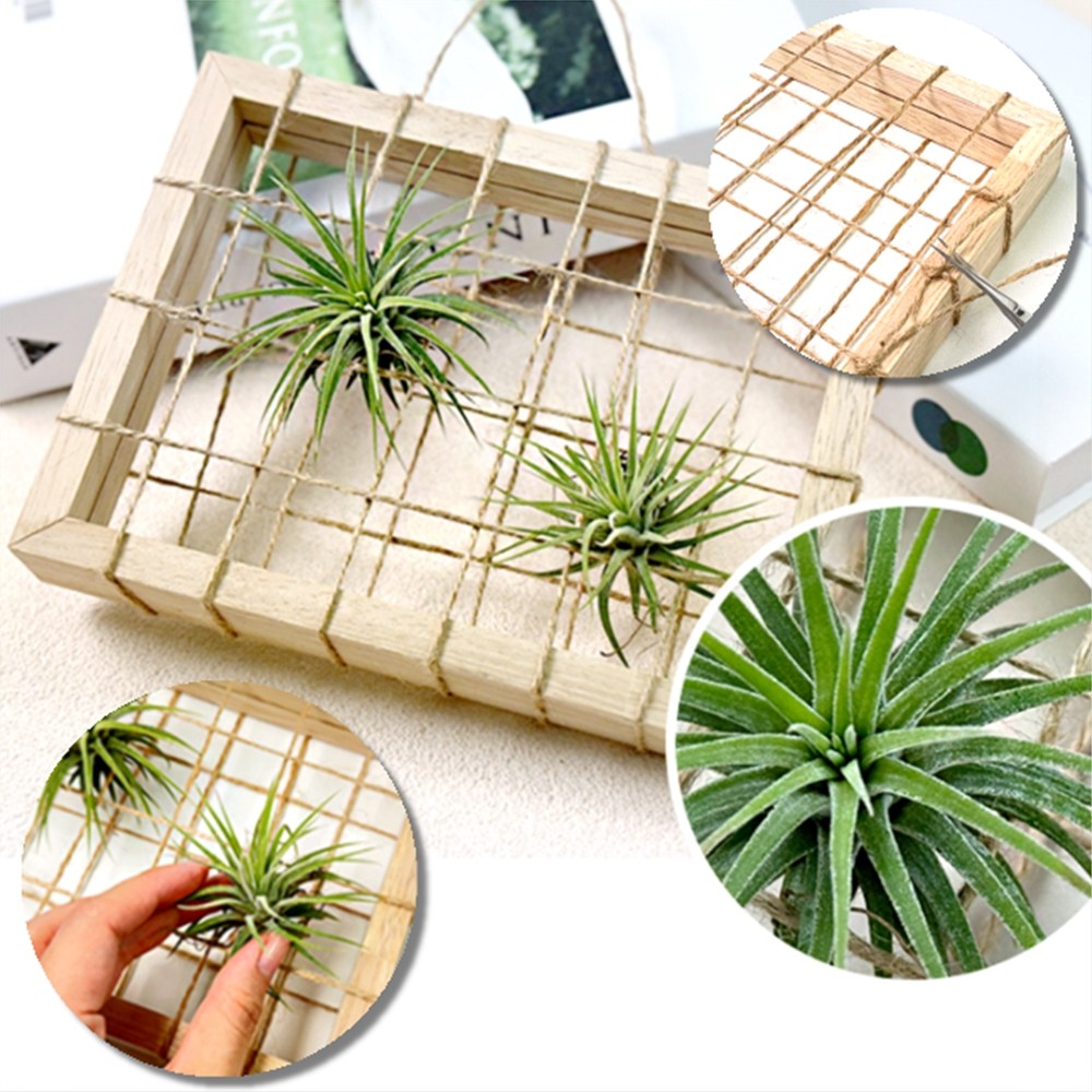 이오난사 화분 diy 만들기 공기정화식물, 1개 72,000원