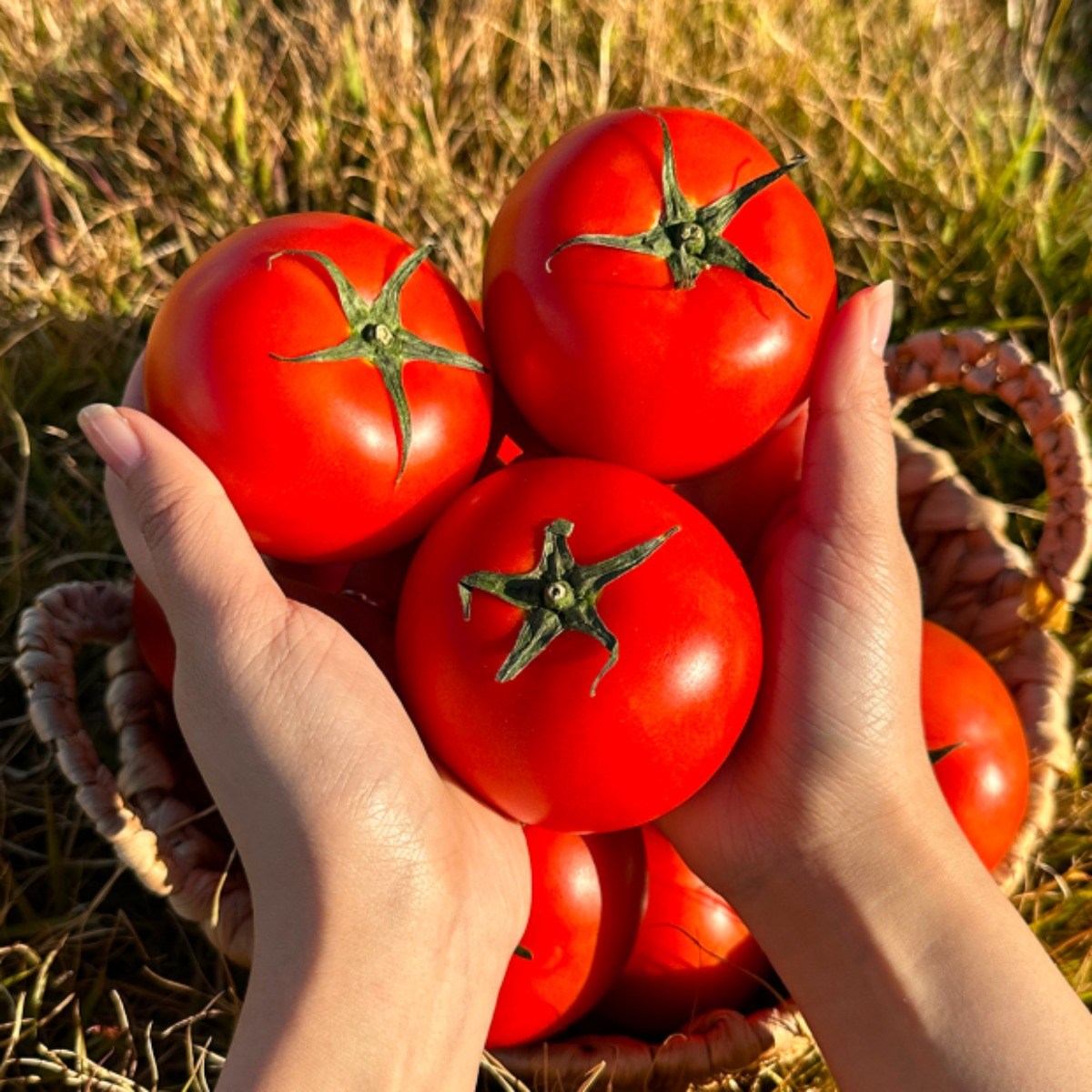 [재구매율1위] 달콤함이입안가득 유럽종 완숙 토마토 19,900원