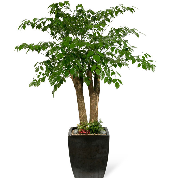 나눔플라워 전국 관엽식물 금전수 스투키 해피트리 행운목 극락조 고무나무 개업축하 실내공기정화 사무실식물 나무배달서비스, 1개, 해피트리(특) 227,000원