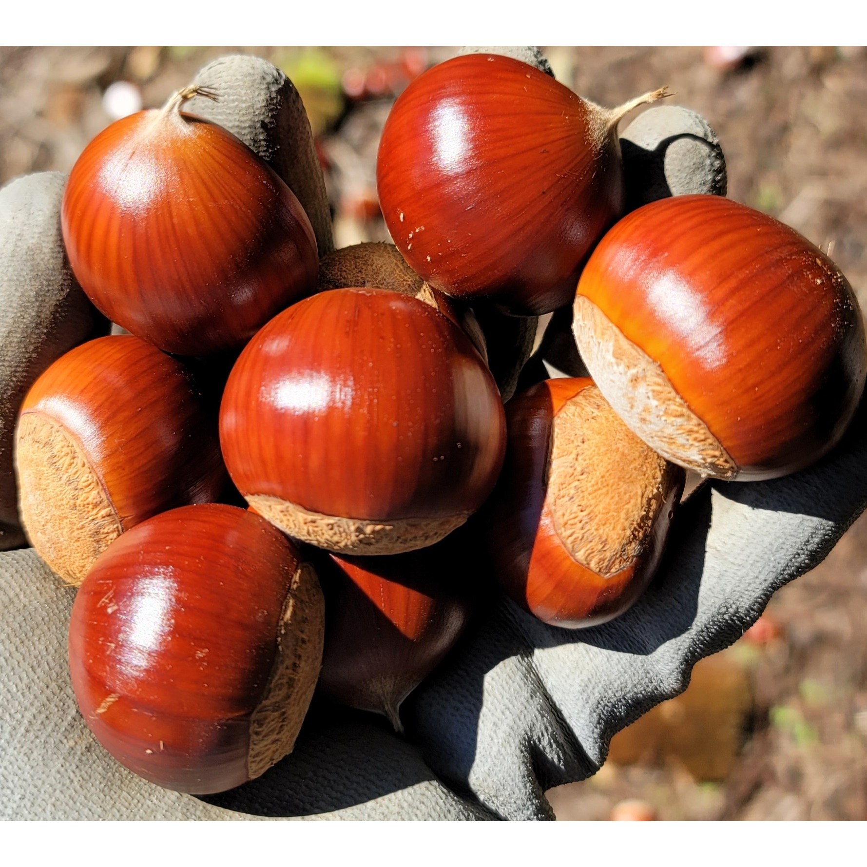 25년공주밤 알밤 햇밤 생율 군밤(대) 2kg ~8kg, 1개, (대) 2kg 19,900원