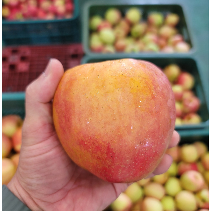 [200박스한정특가] 고당도 경북 부사사과 못난이사과 19,800원