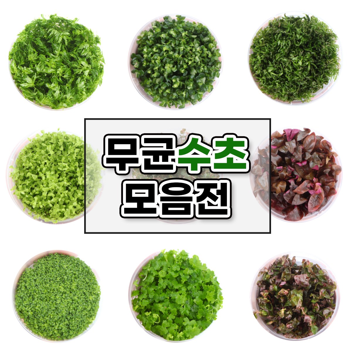 싱싱한 무균수초 모음전 조직배양 전경 후경 중경 초보자 추천 수초 구피 베타 수초항 7,900원