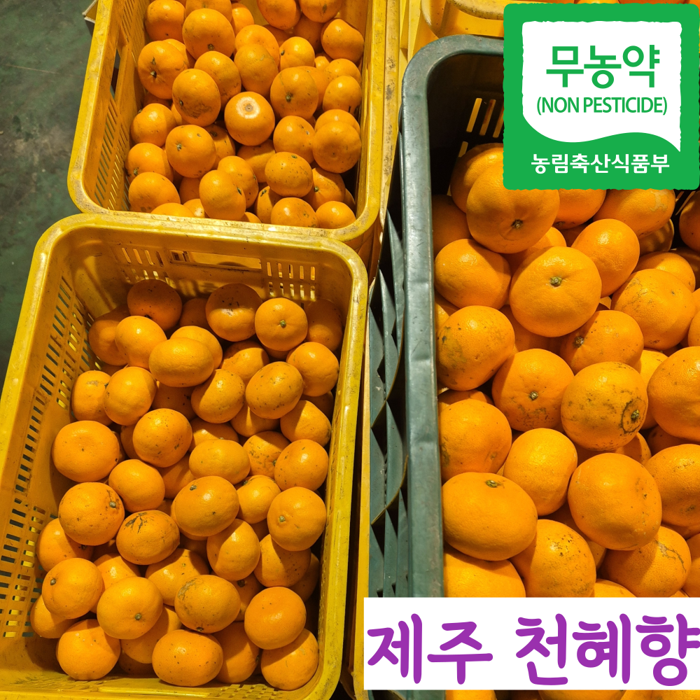 제주 무농약 못난이 천혜향 천해향 가정용 43,900원