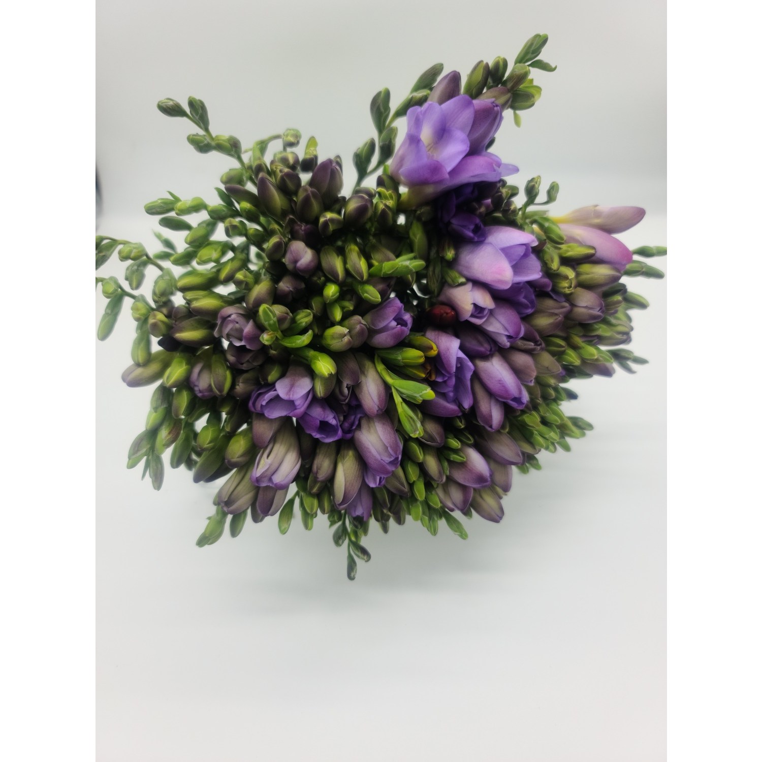 꽃뜨래 농장직송 프리지아 쏠레이 생화(1단 50줄기), 보라프리지아상등급1단50줄기 35,000원