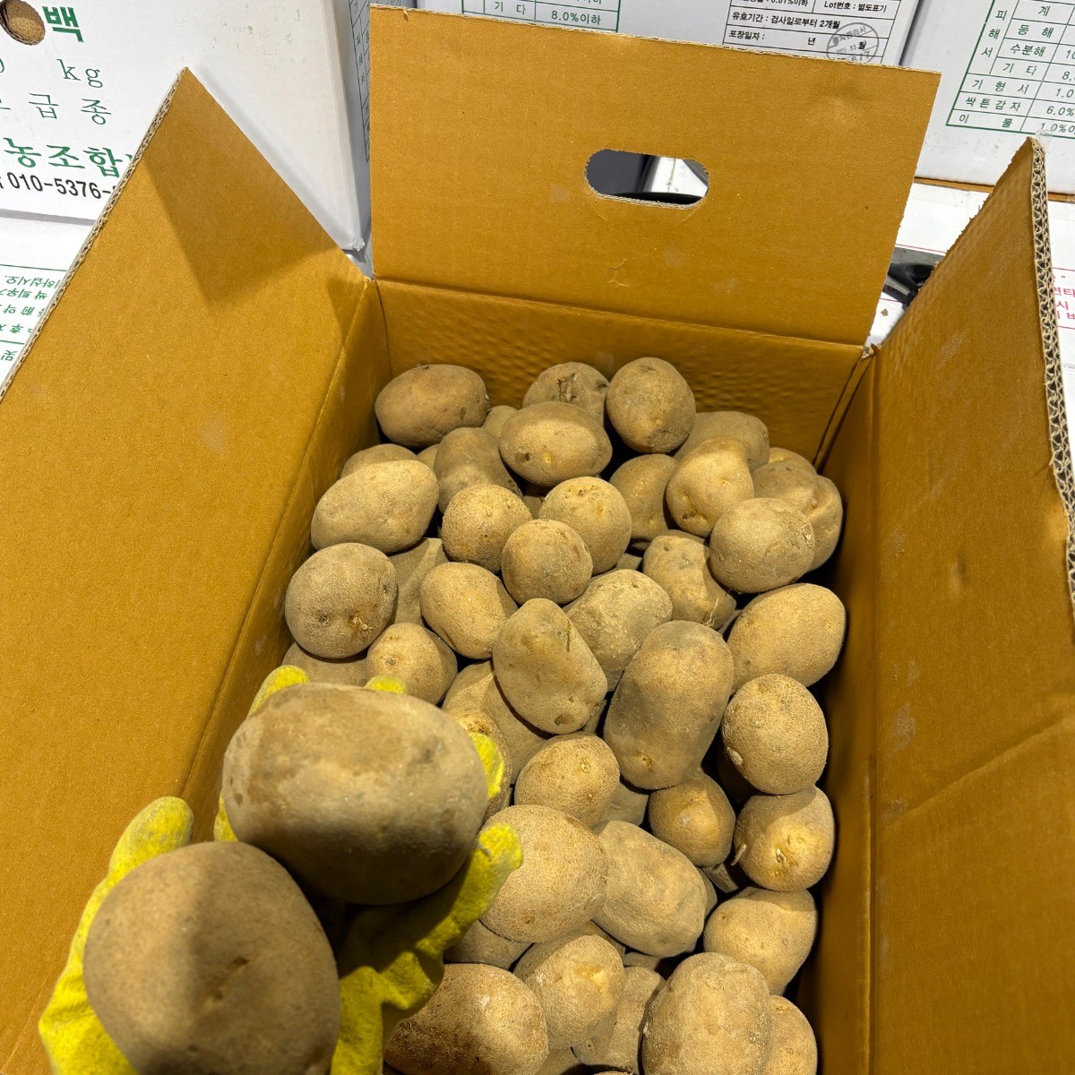 강원도 두백 보급종 씨감자 감자종자, 1개, 20kg 54,630원