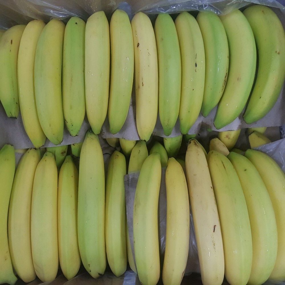 고당도 낱발 못난이 바나나 13kg 23,880원