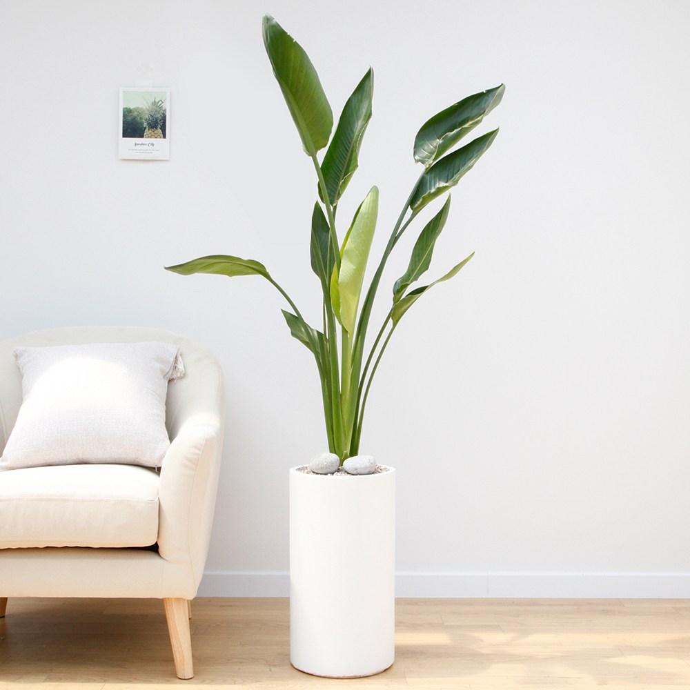 드셀플라워 극락조 금전수 개업 화분 집들이 선물 승진 사무실 이전 병원 개원 식당 개업식 축하 화분 배달 당일배송 44.중형_극락조(꽃피는) 흰색원형 경량화분 79,000원