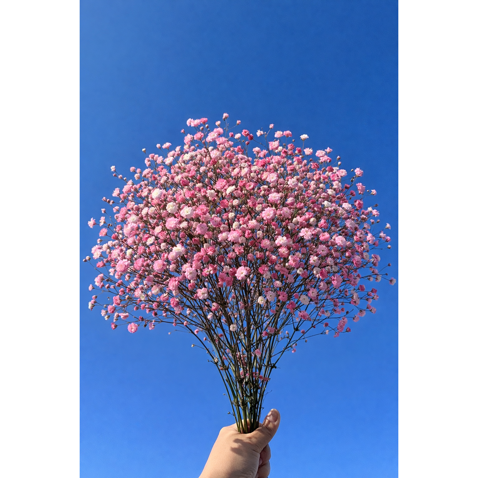 꽃한스푼 안개꽃 생화 양재도매시장 신선배송, 1개, 흰색 15,000원