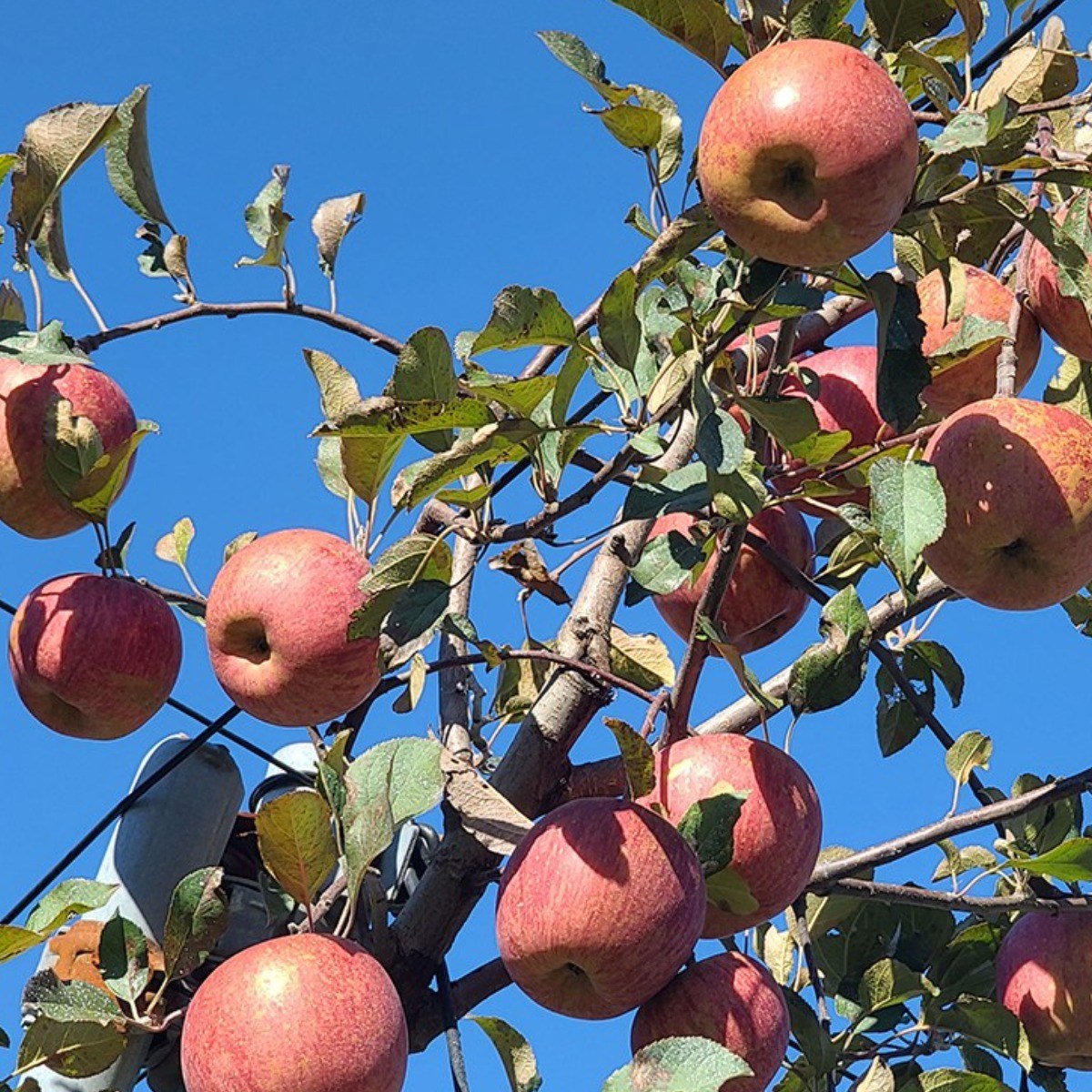 친환경 마음밭 국내산 유기농 사과 3kg 5kg 104,000원