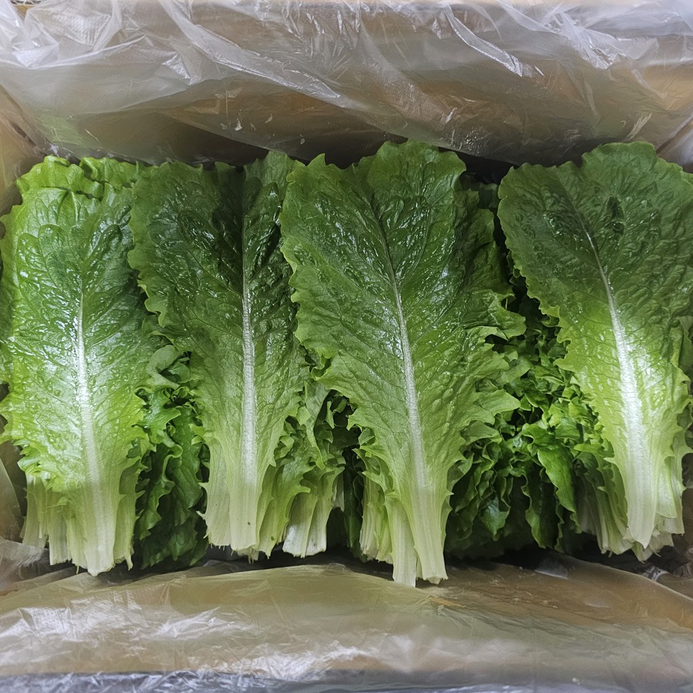 클릭마켓 로메인 상추 청상추 쌈채소, 1박스, 2kg 21,000원