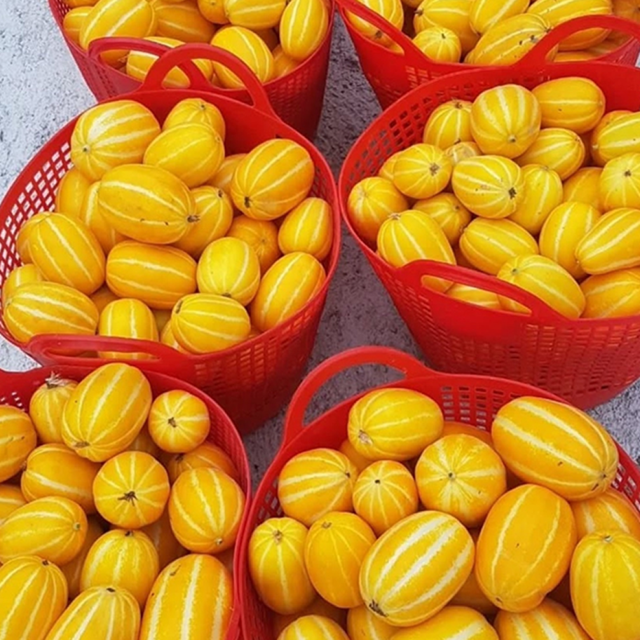 대형마트납품 고당도선별 성주 꿀 참외, 1박스, 고당도 가정용 10kg 77,900원