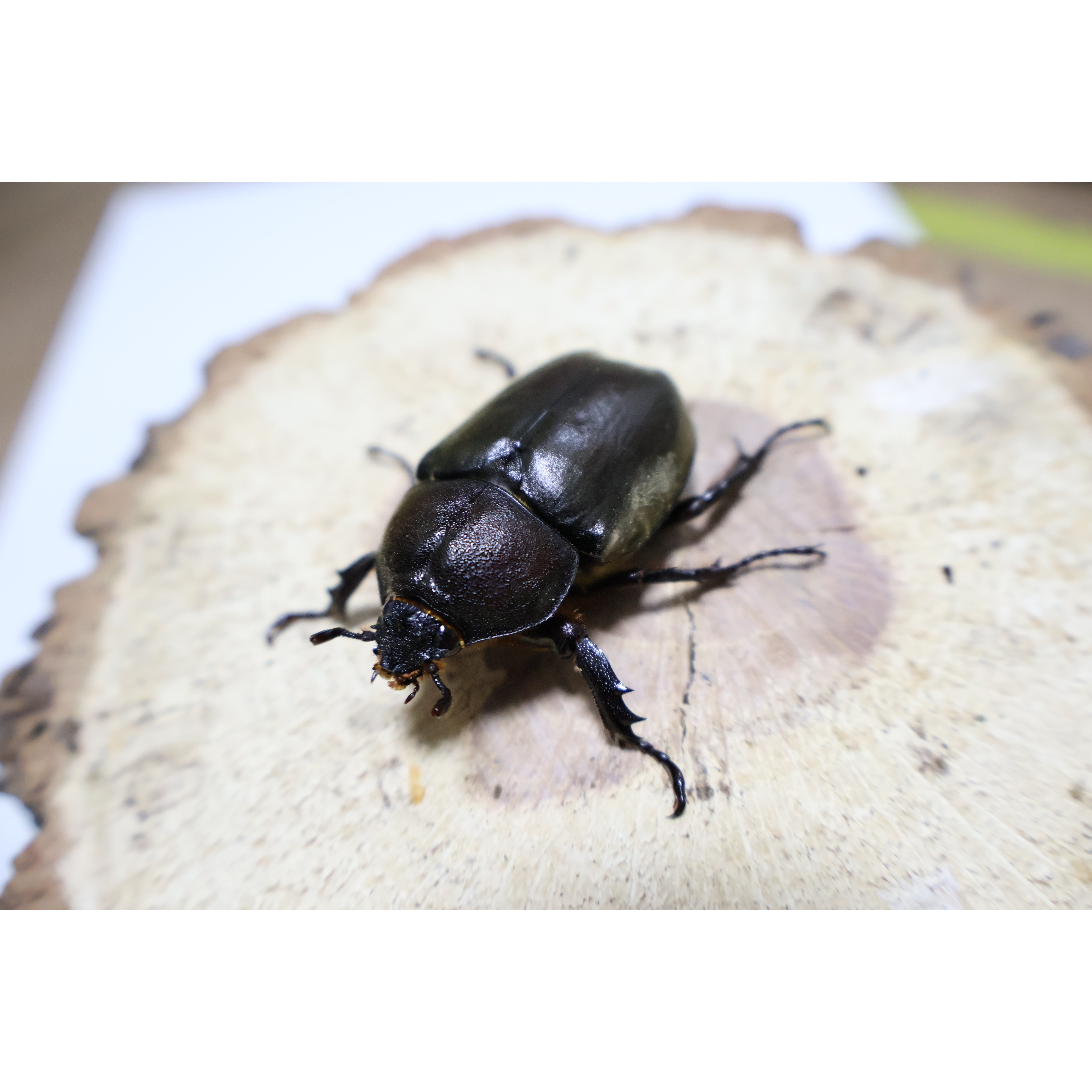 장수풍뎅이 성충 수컷 암컷 신생충 (Vittle 애완곤충) 9,000원