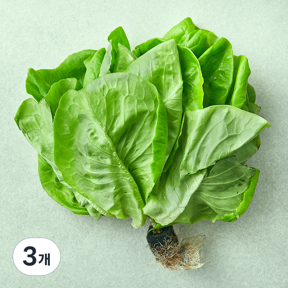 뿌리가 생생한 친환경 버터헤드레터스 8,490원