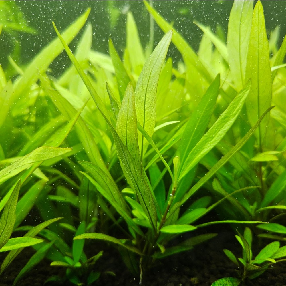 [착한수초] 연녹색 잎이 산뜻한 뉴 라지리프 하이그로필라 달팽이 없는 수초 초보수초 구피 새우 은신처 수초레이아웃 수초어항 8,900원