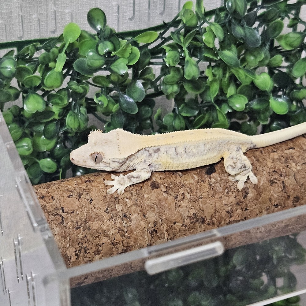 크레마루 초고밀도 코르크 원통형 백업 4,470원