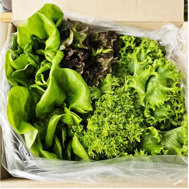 푸리팜 유러피안 샐러드야채 1kg 모듬 채소 [당일수확][당일배송], 1개, 1kg 8,830원