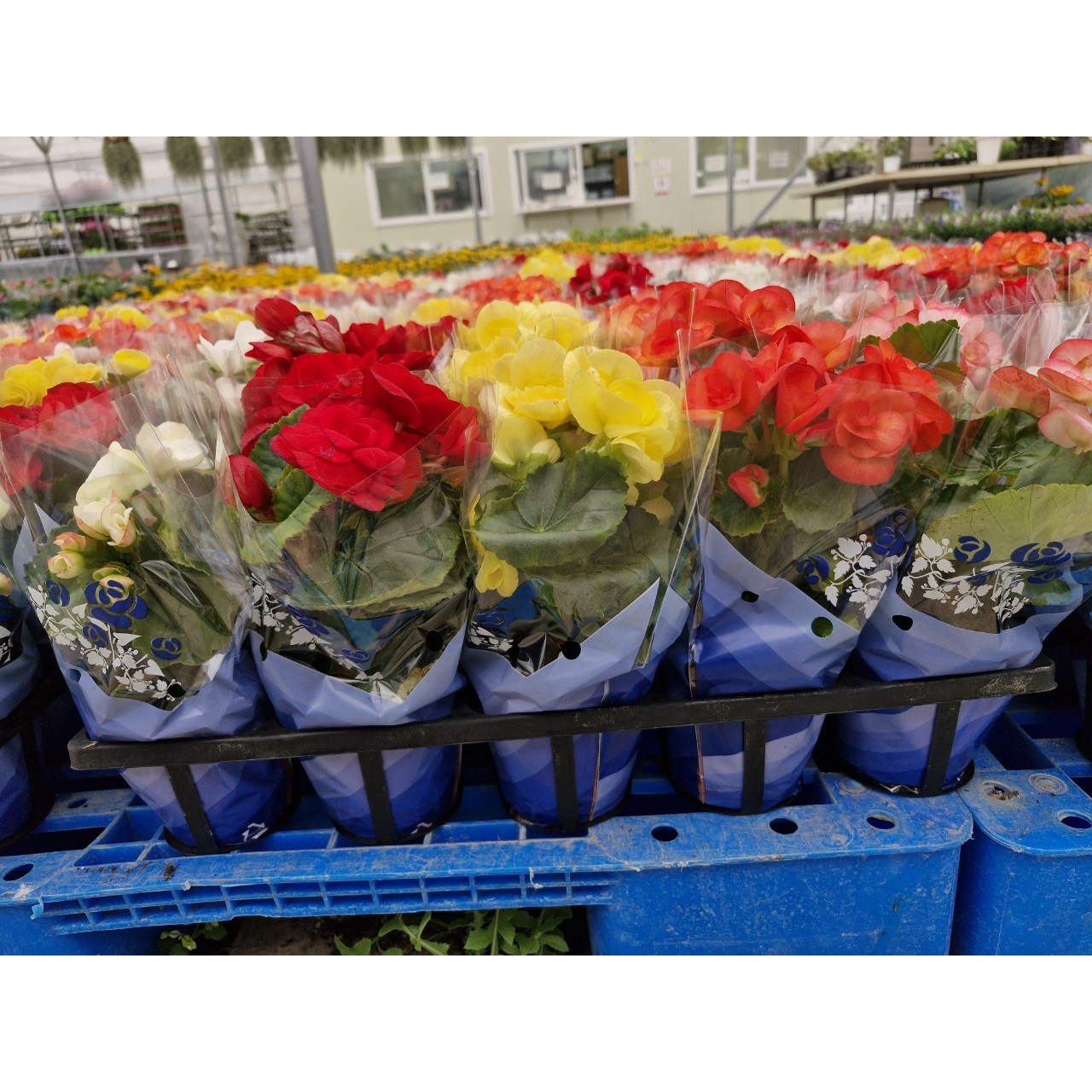 장미베고니아 꽃베고니아 3색 한세트출고 공기정화 꽃베고니아 야생화 10,500원