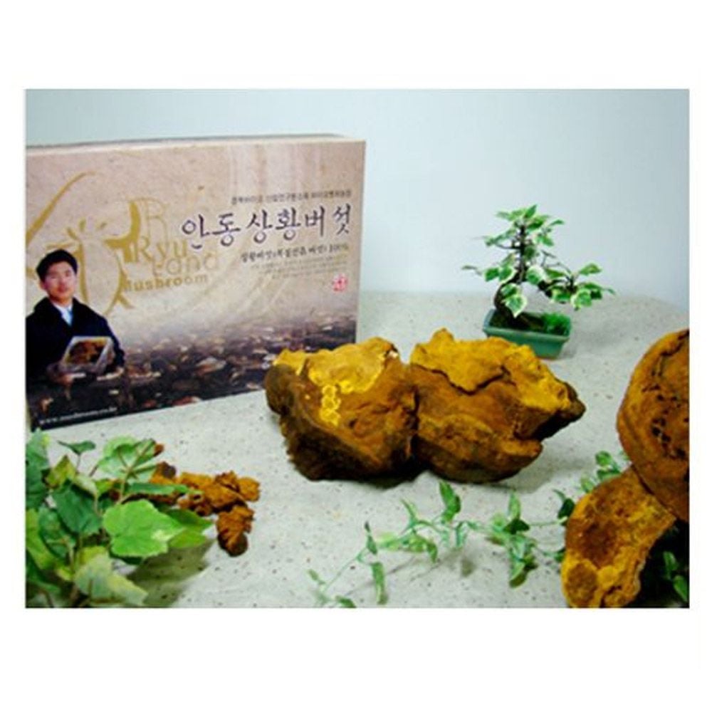 국산 상황버섯(진상품) 1kg 천상의 선물세트 ggu+514Lg 965,250원