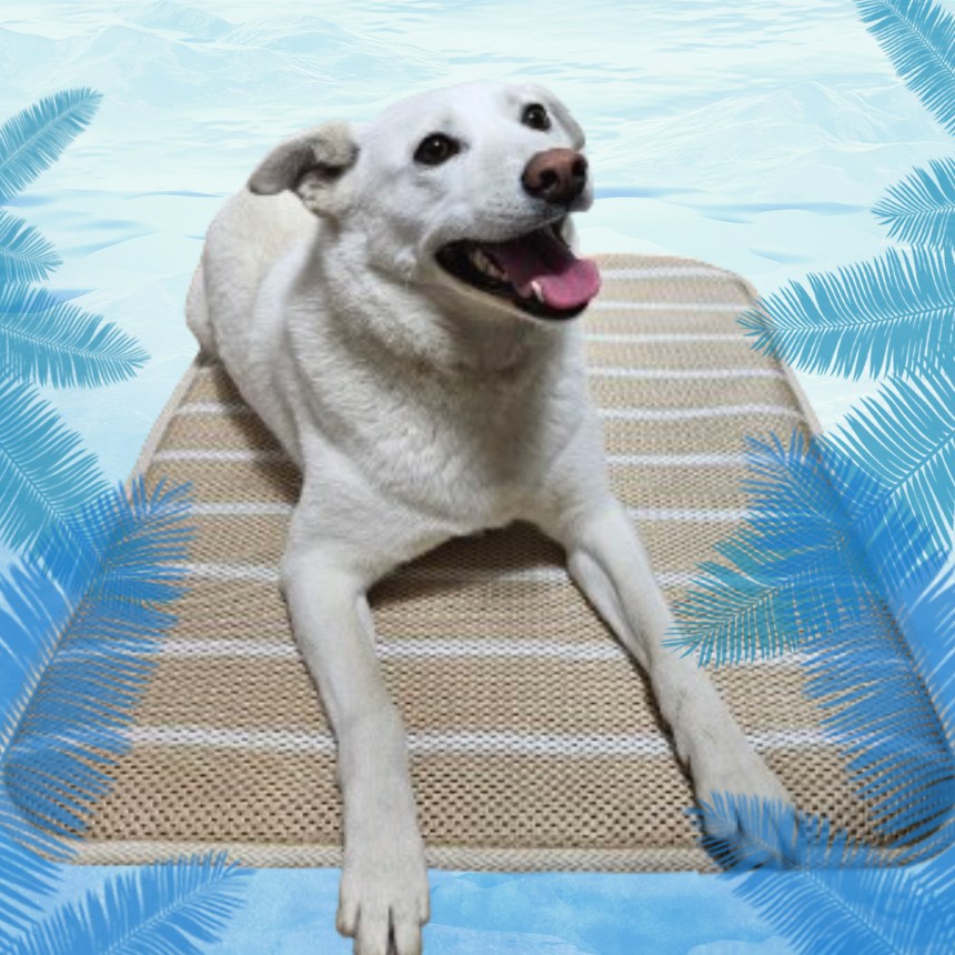 핸독 시원하개 강아지쿨매트, 1개 21,400원