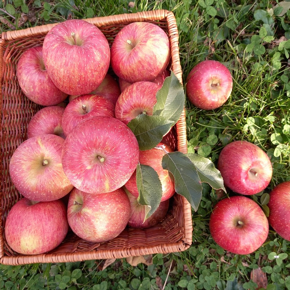 청송사과 당도보장 꿀사과 농장직송 부사 후지 중소과 혼합 31,000원