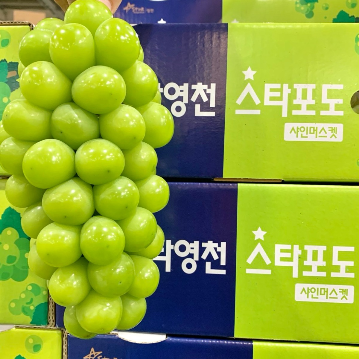 허니삼구 망고맛포도 당도보장 특품 프리미엄 샤인머스켓 2KG 4KG, 특품4kg(4~6송이), 1박스 34,900원