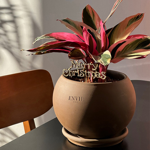 앙비까사 진주 토분 32,400원