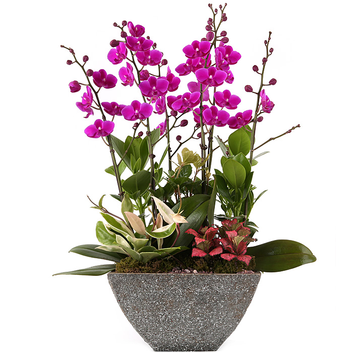 119플라워 (당일배송) New만천홍 ST-H438 서양난 미니호접 호접난 행사용 환갑 승진 영전 전시회 개업 전국꽃배달 생일 기념일 꽃선물 꽃배달, 1개 97,000원