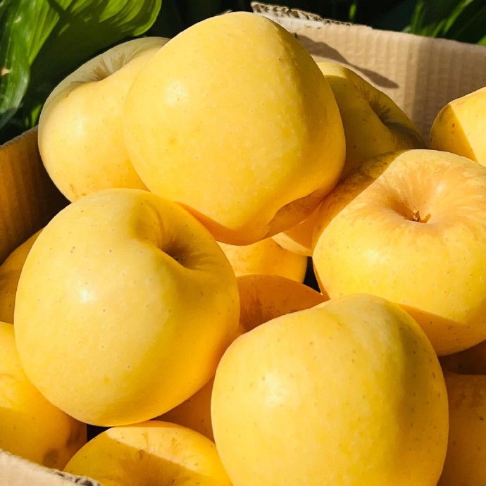 [직판특별가]농부의선택 못난이 과육꽉찬 자연당도 시나노골드사과, 1박스, 10kg 30,900원