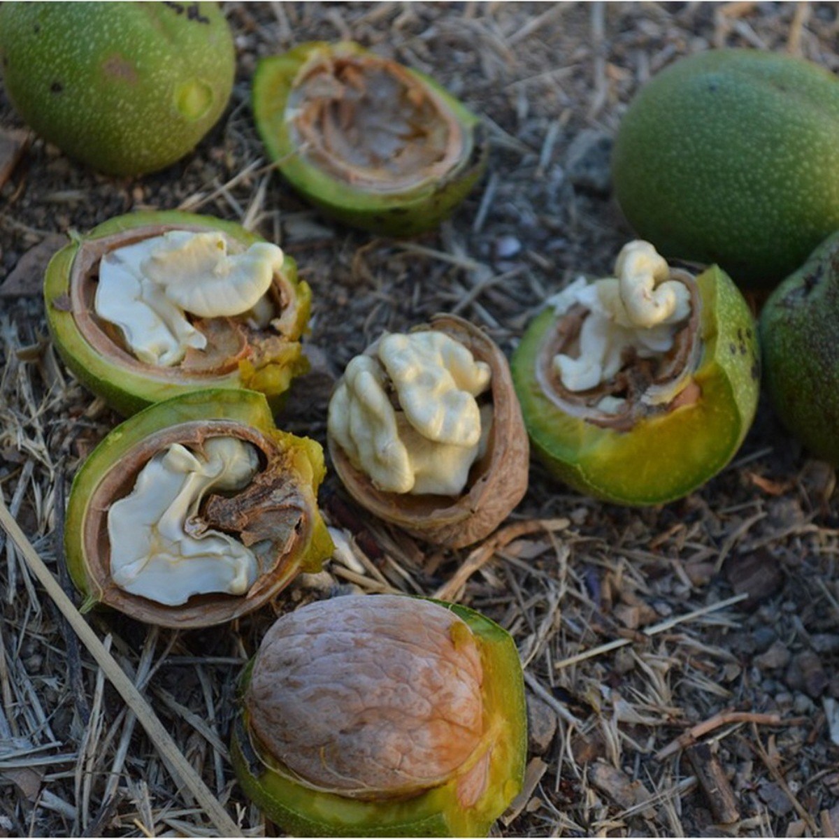 국산 피호두 2kg+호두망치 햇호두 경북 김천 백두대간농산 70,000원