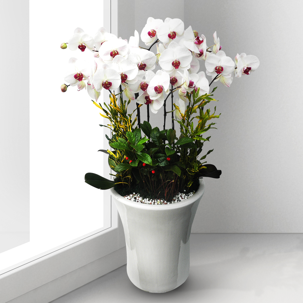 에코플라워 서양란 (호접 흰색) 전국당일배송 사진전송 승진 영전 인사이동 진급 취임 개업 꽃배달 h-0107 139,500원