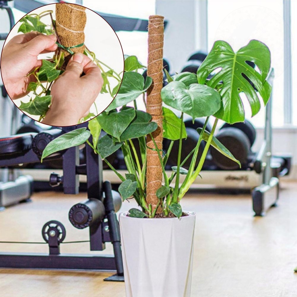 나무 몬스테라 수태봉 줄기 덩굴 화분 식물지지대 코코봉 1m 20,480원