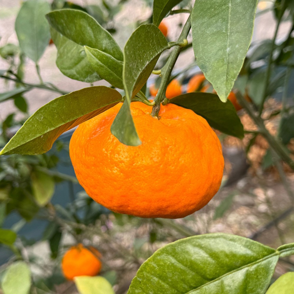 제주 윈터프린스 감귤 / 겨울왕자 만감류 고당도 프리미엄 귤 산지직송 / 설 선물 63,800원