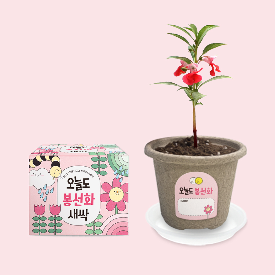 오늘도새싹 식물키우기 봉선화 미니화분, 1개 2,600원