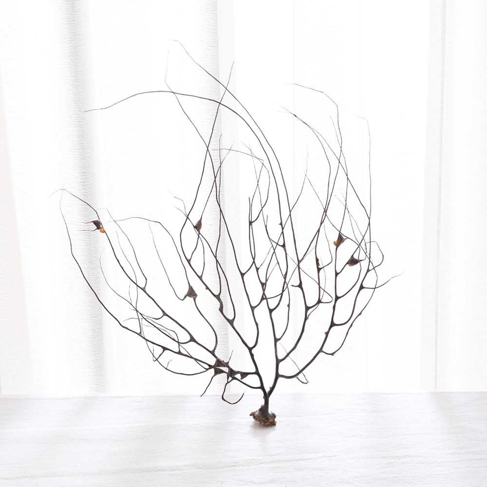 건 산호초 (브라운)-여름장식 인테리어 소품 마른가지 산호 장식 데코나무 장식나무 나뭇가지 산호가지 여름 여름디스플레이 5,000원