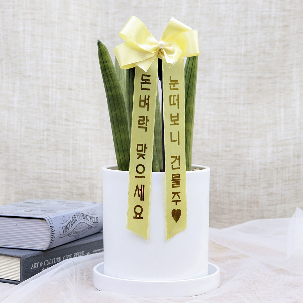 [로켓프레시] 블뤼엔 생화 개업선물 공기정화식물 스투키 + 화분 + 화환리본 세트 22,800원