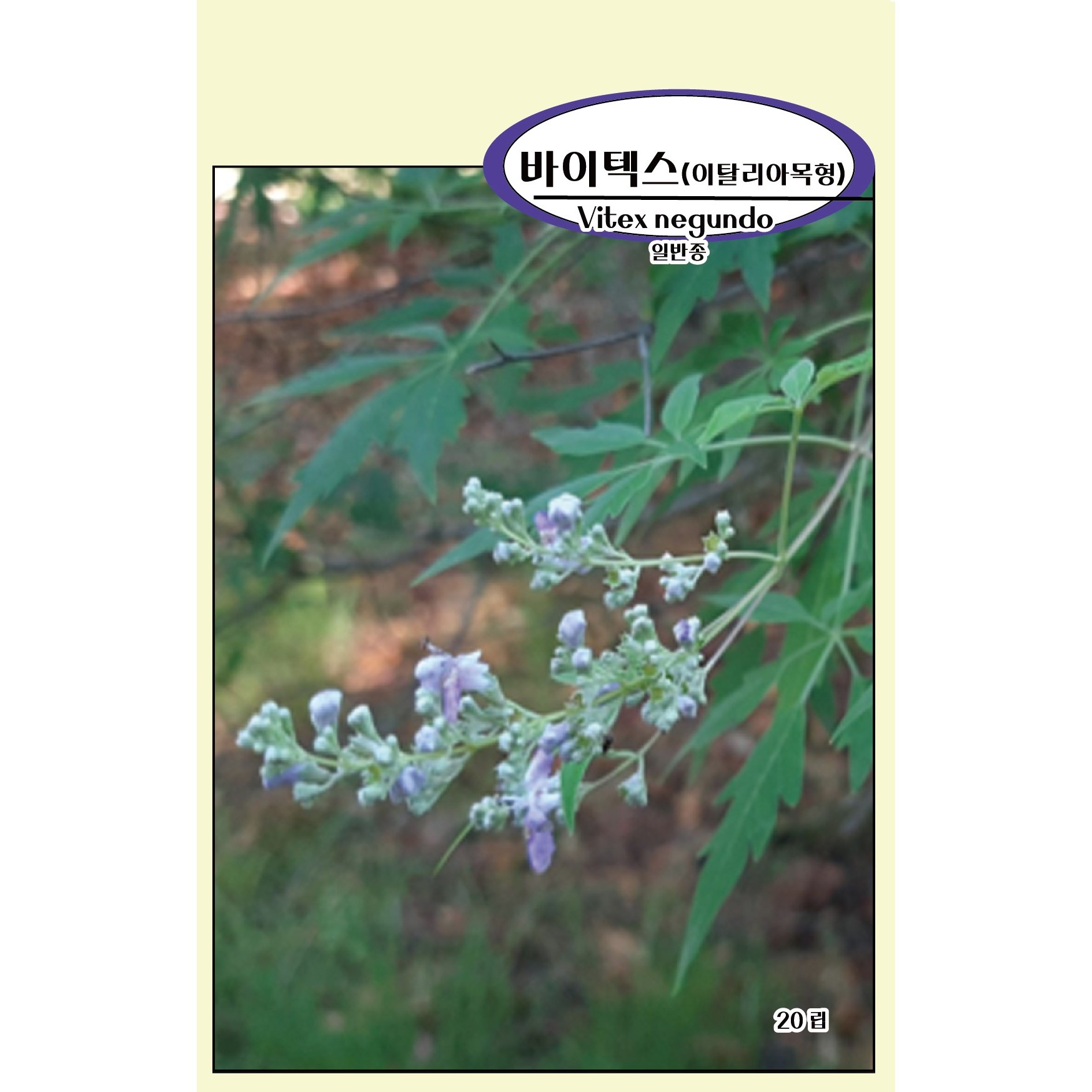 씨앗과세상만물, 바이텍스(이탈리아목형) 씨앗, 20립 5,000원