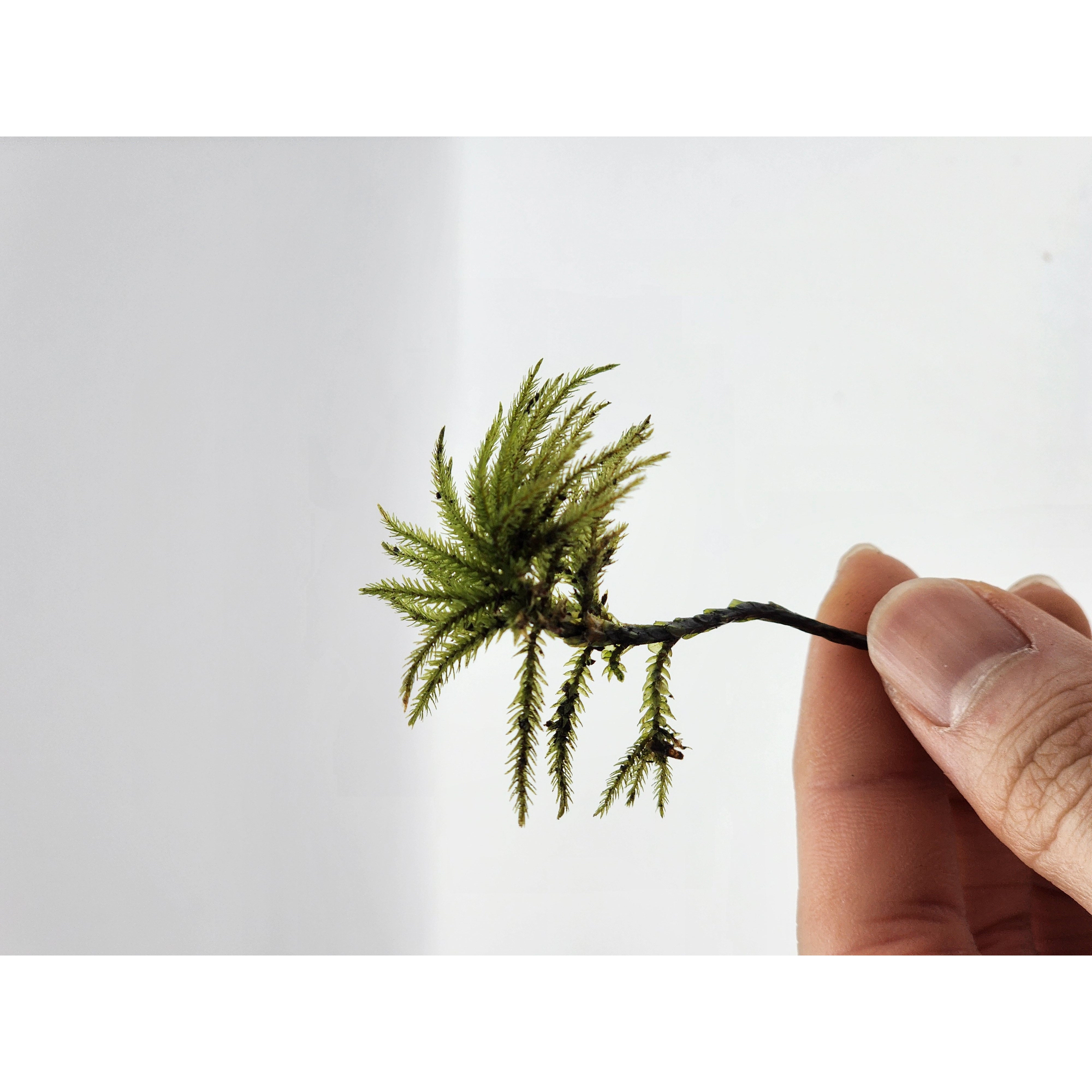 나무이끼 1촉 5촉 비바리움 테라리움 이끼키우기, 5개 18,000원