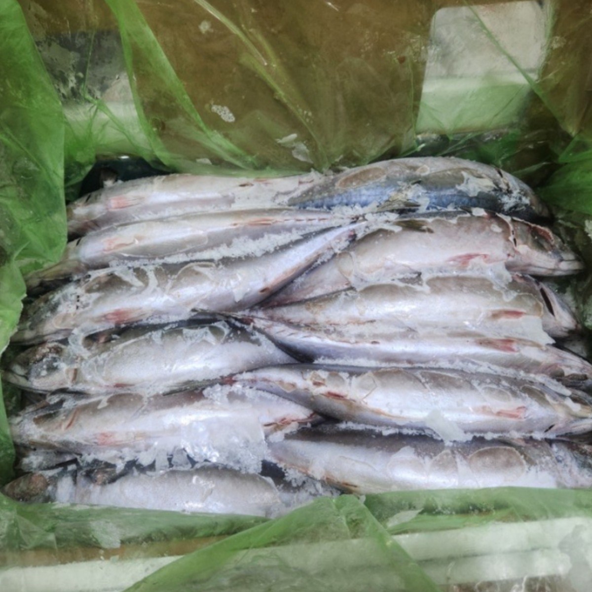 국내산 참 고등어24마리 10KG 에서 11KG 조림용 노르웨이고등어20KG 49,000원