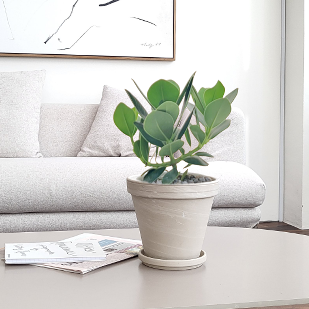 농원청년 크림토분 취임 영전 이직 승진 축하화분 실내 공기정화식물 사무실 카페 매장 공간 인테리어식물 거실화분 집들이 개업식 축하화환 여인초 금전수 뱅갈고무나무 아레카야자 행운목 56,000원