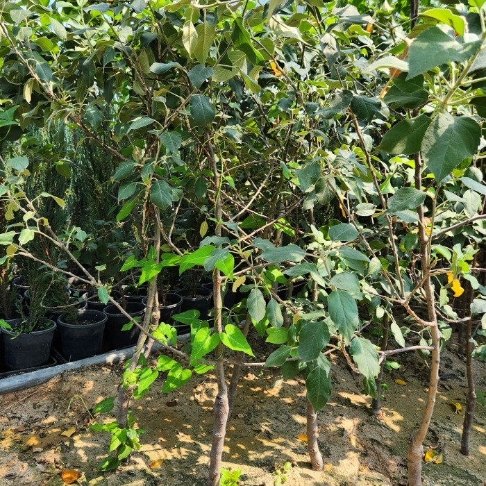 부사 사과나무  R3-4점 결실주 분달이 묘목  유실수 조경,정원수 노지월동 가능 (같이가치농원) 45,000원