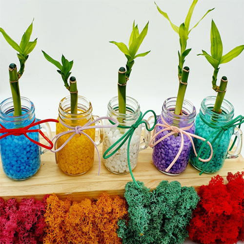 만들기재료 공기정화식물미니개운죽(손잡이병)(1인) 3,100원